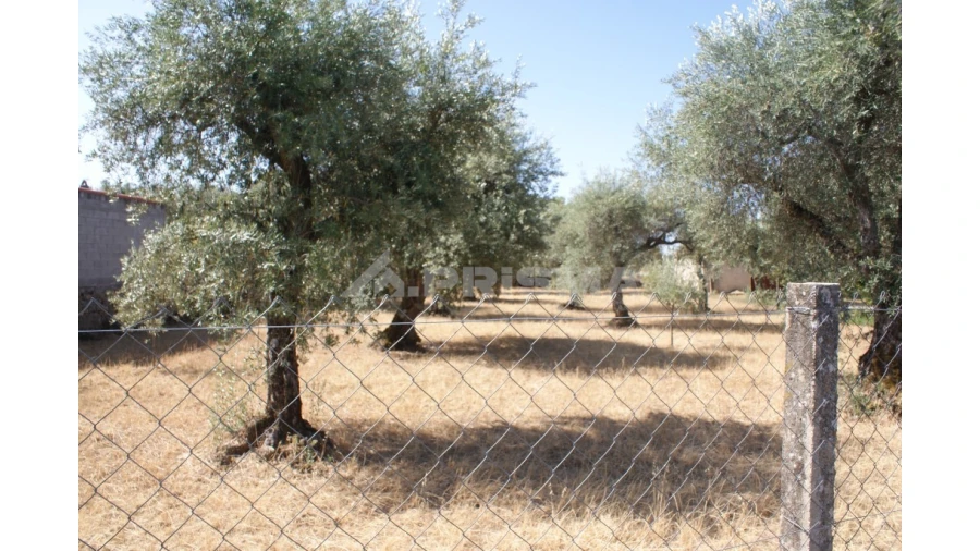 Terreno para Venda em Pedrógão de São Pedro e Bemposta Foto 6