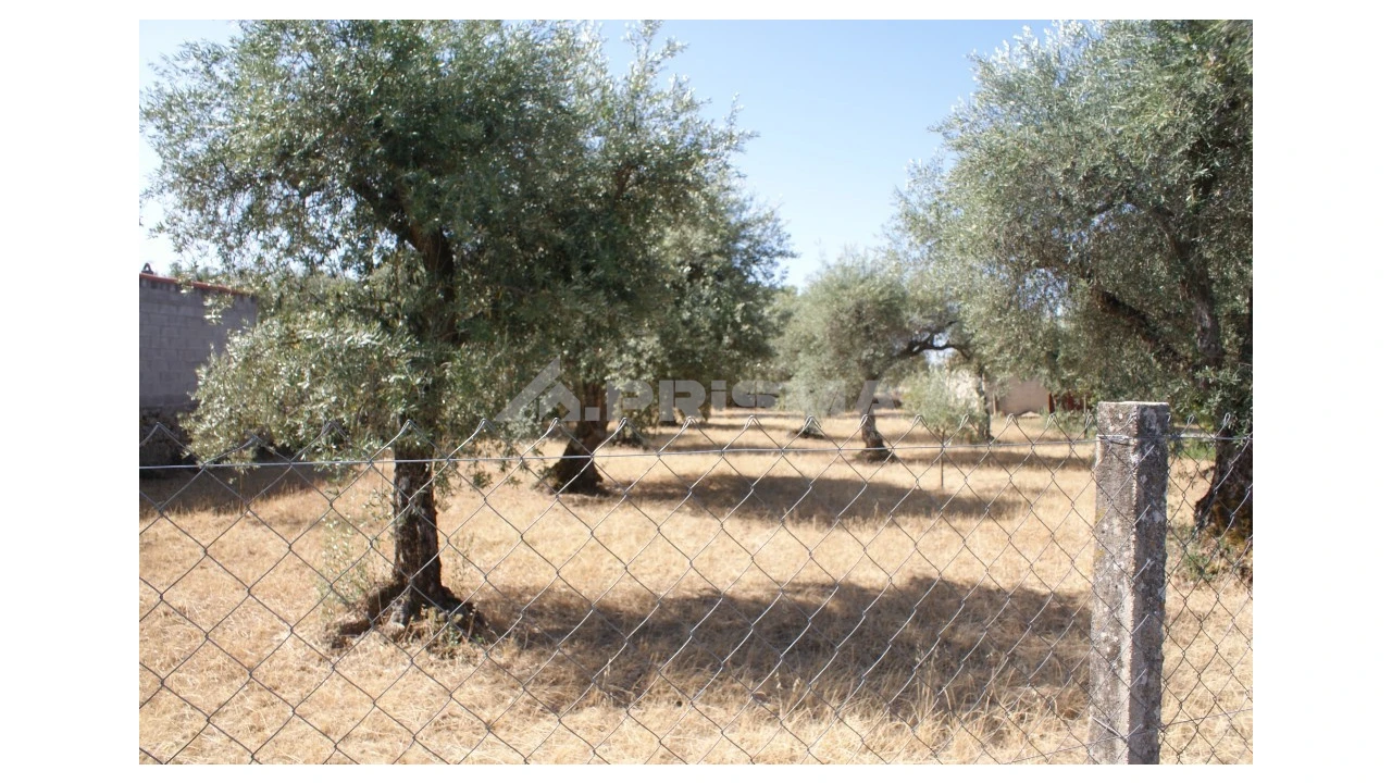 Terreno para Venda em Pedrógão de São Pedro e Bemposta Foto 6