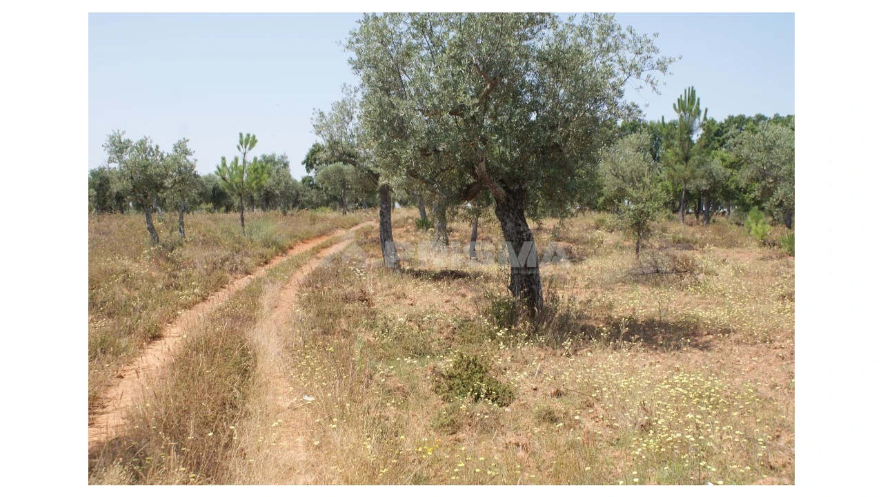 Terreno para Venda em Freixial e Juncal do Campo Foto 6