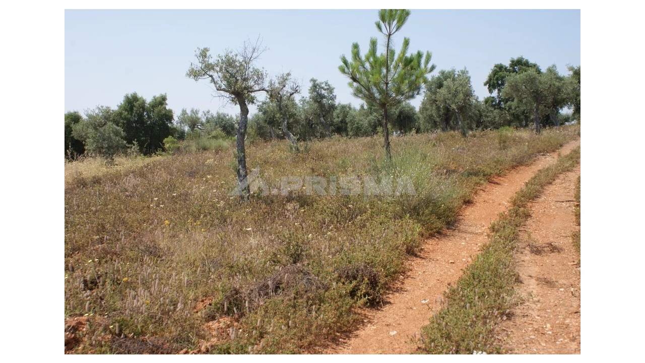 Terreno para Venda em Freixial e Juncal do Campo Foto 11