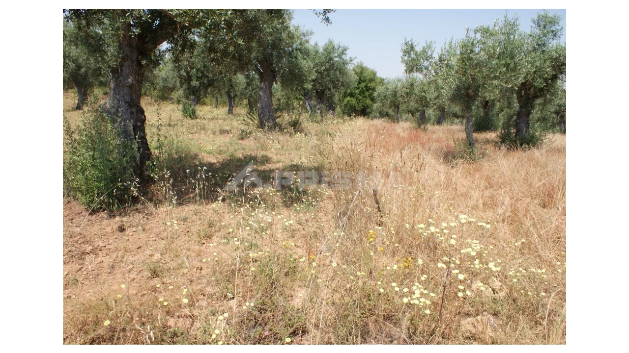 Terreno para Venda em Freixial e Juncal do Campo Foto 4