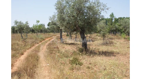 Terreno para Venda em Freixial e Juncal do Campo