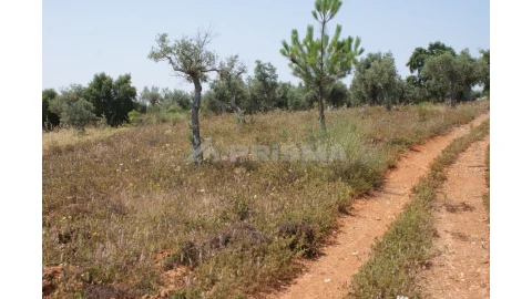 Terreno para Venda em Freixial e Juncal do Campo