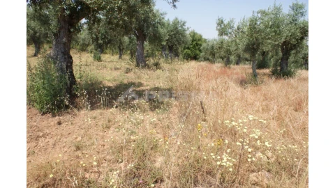 Terreno para Venda em Freixial e Juncal do Campo