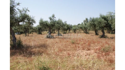 Terreno para Venda em Freixial e Juncal do Campo