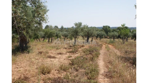 Terreno para Venda em Freixial e Juncal do Campo