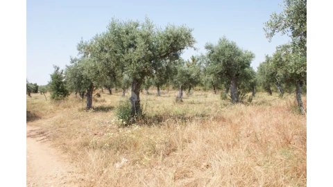 Terreno para Venda em Freixial e Juncal do Campo