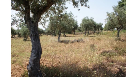 Terreno para Venda em Freixial e Juncal do Campo