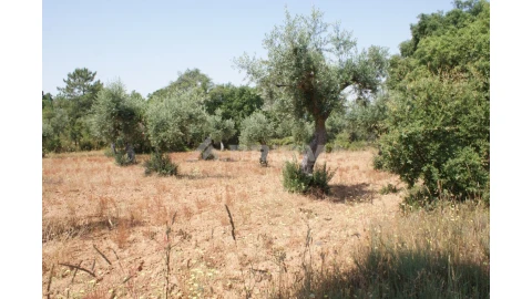 Terreno para Venda em Freixial e Juncal do Campo
