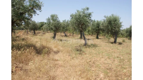 Terreno para Venda em Freixial e Juncal do Campo