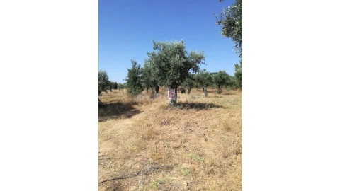 Terreno para Venda em Freixial e Juncal do Campo