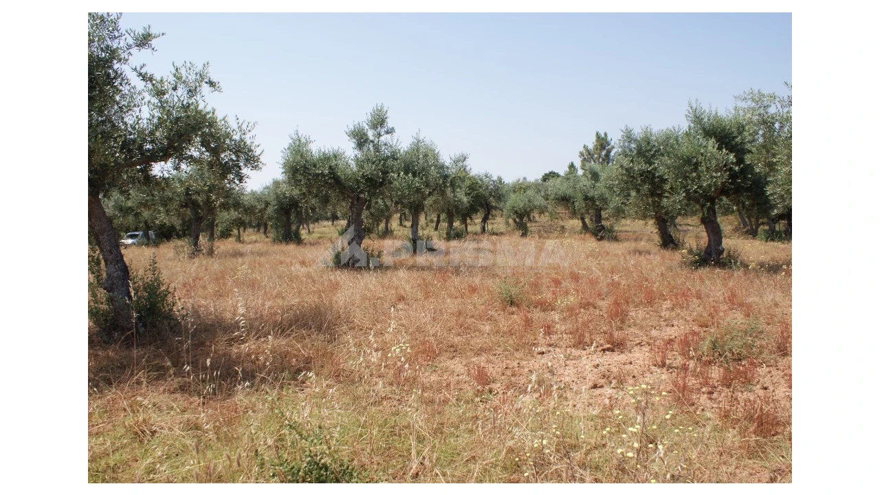 Terreno para Venda em Freixial e Juncal do Campo Foto 10