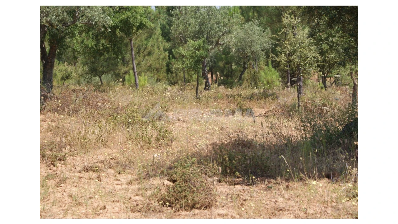 Terreno para Venda em Freixial e Juncal do Campo Foto 7