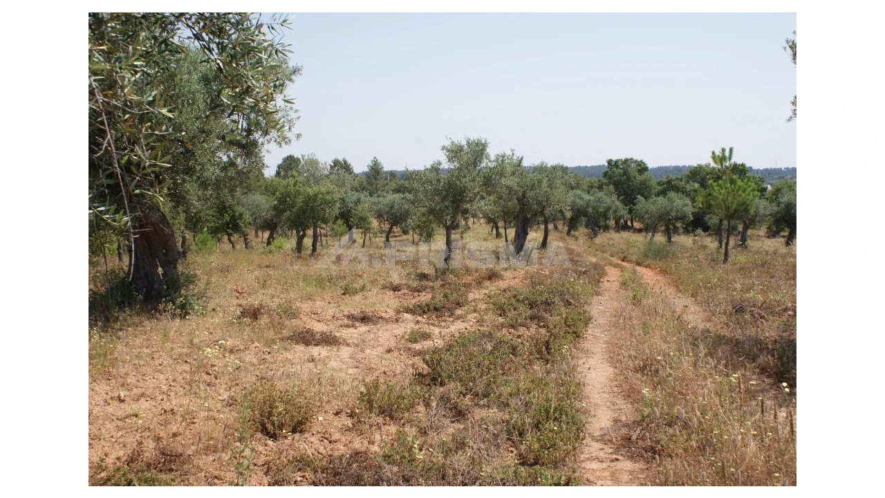 Terreno para Venda em Freixial e Juncal do Campo Foto 9