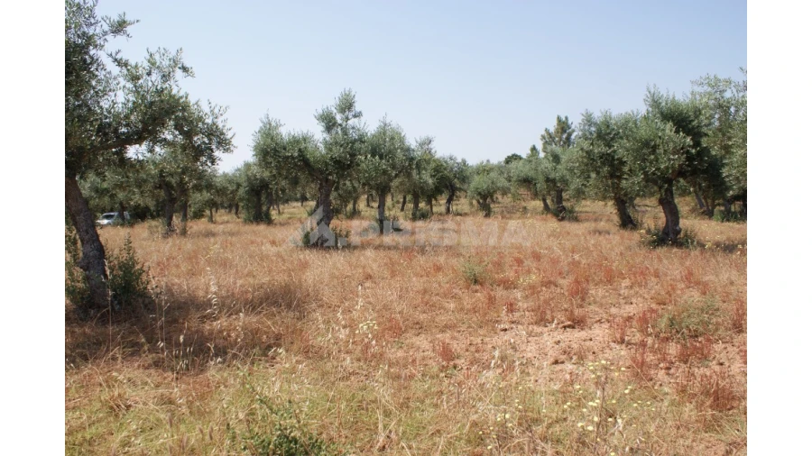 Terreno para Venda em Freixial e Juncal do Campo Foto 10