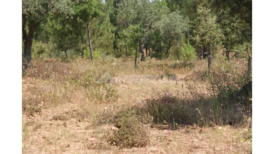 Terreno para Venda em Freixial e Juncal do Campo Foto 7