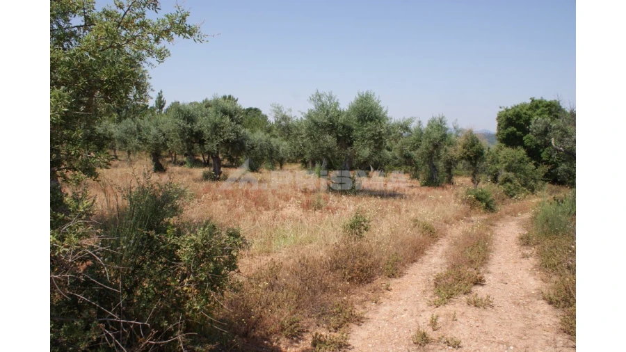 Terreno para Venda em Freixial e Juncal do Campo Foto 2
