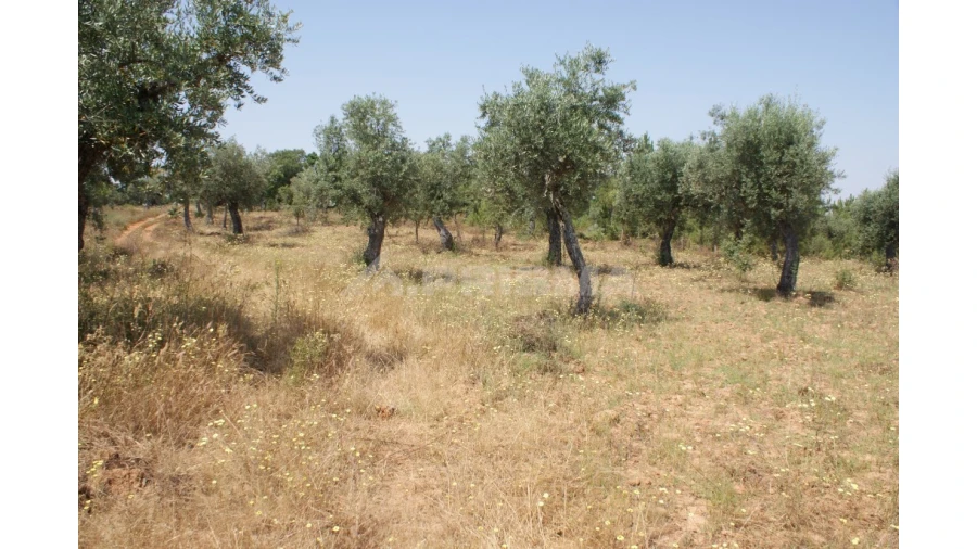 Terreno para Venda em Freixial e Juncal do Campo Foto 5