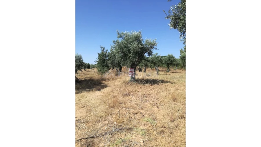 Terreno para Venda em Freixial e Juncal do Campo Foto 12
