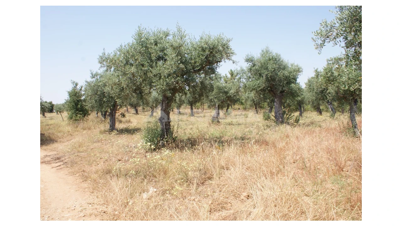 Terreno para Venda em Freixial e Juncal do Campo Foto 1