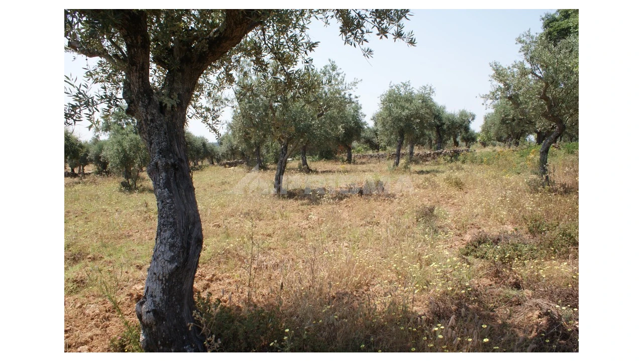 Terreno para Venda em Freixial e Juncal do Campo Foto 8