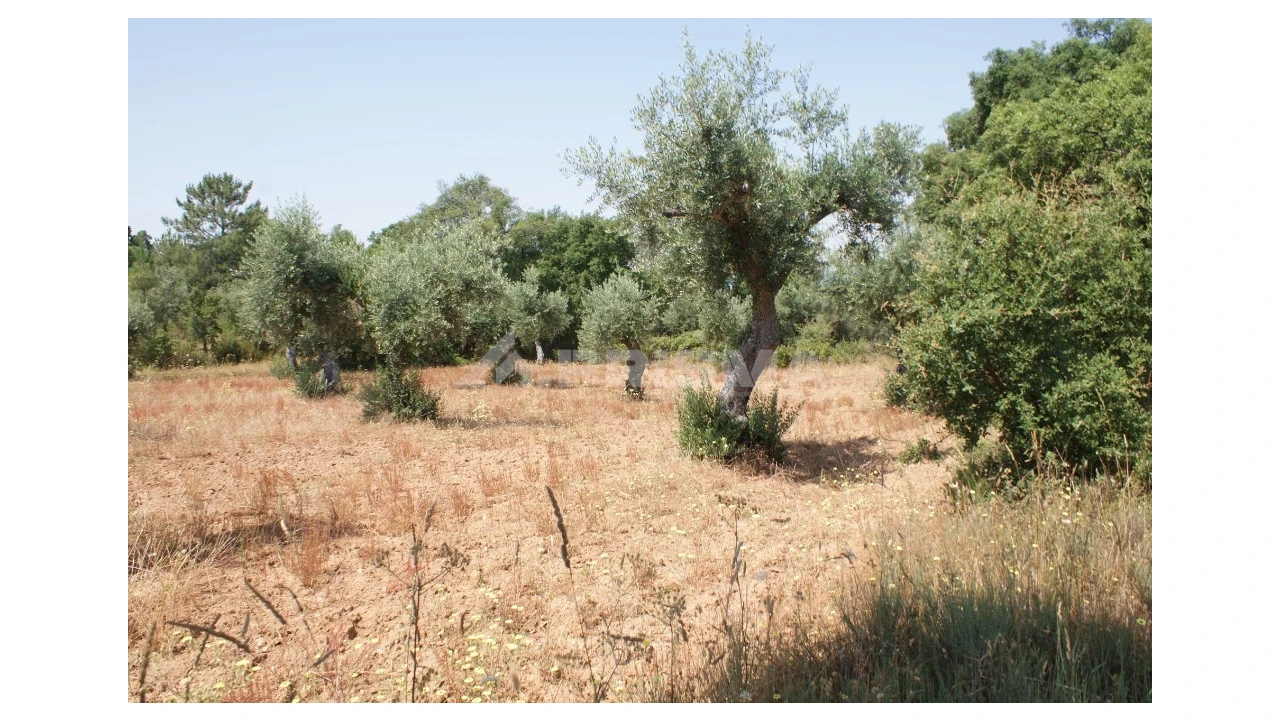 Terreno para Venda em Freixial e Juncal do Campo Foto 3