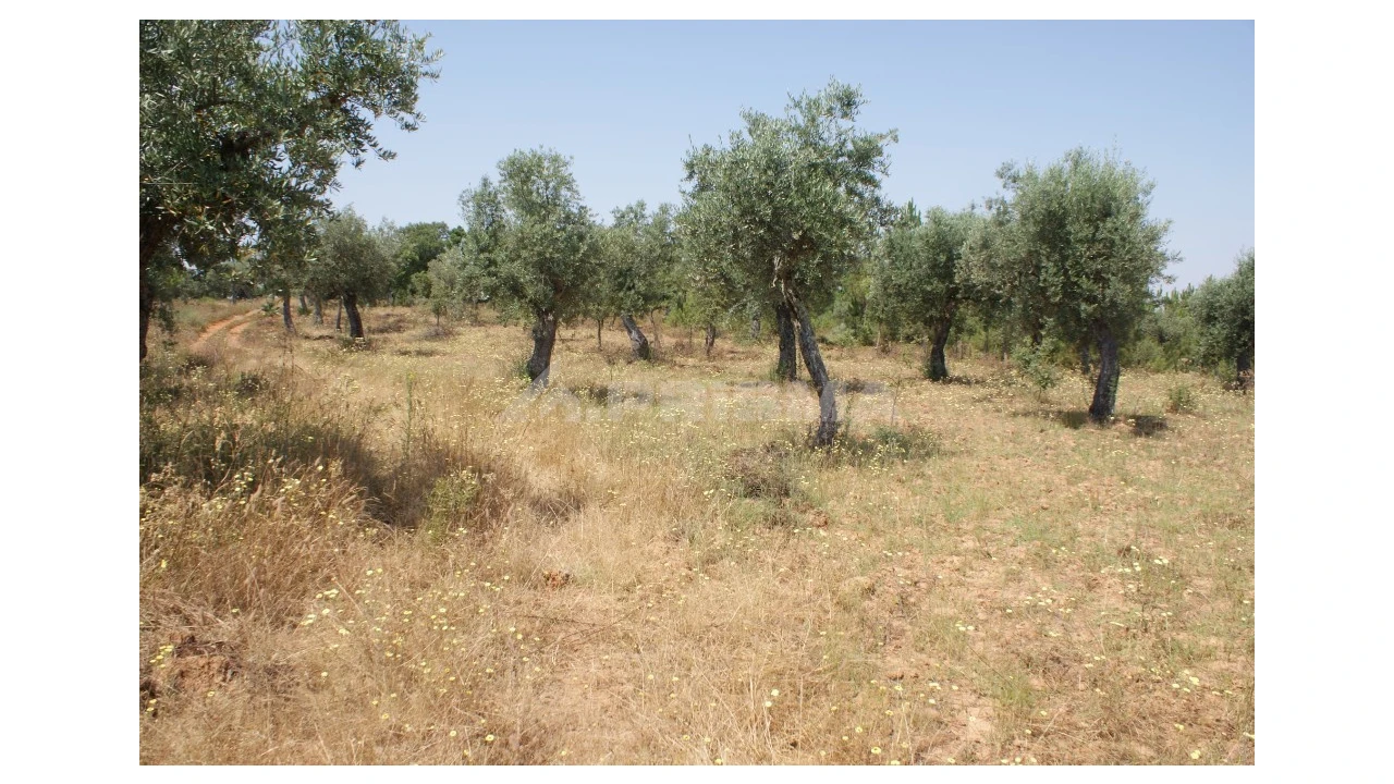 Terreno para Venda em Freixial e Juncal do Campo Foto 5