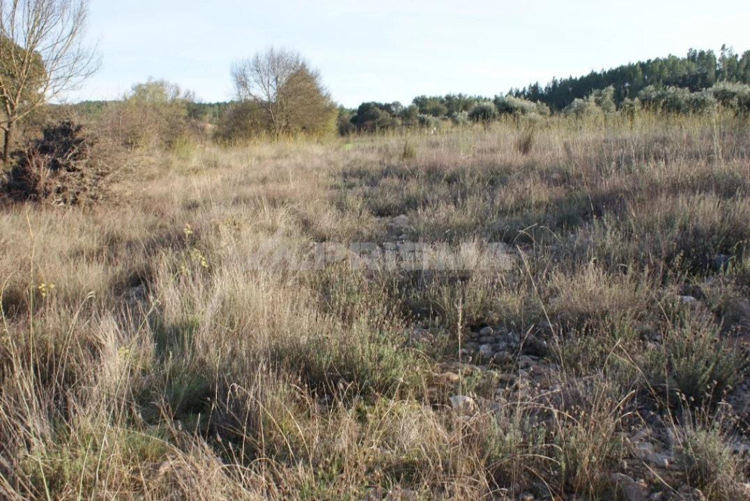 Terreno para Venda em Freixial e Juncal do Campo Foto 9
