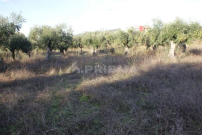 Terreno para Venda em Freixial e Juncal do Campo