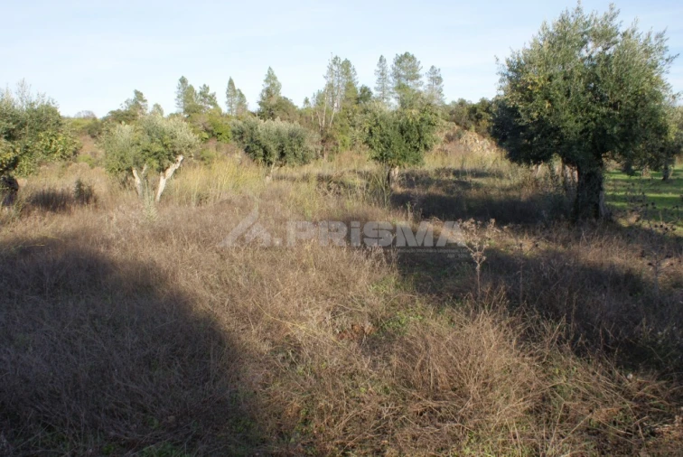 Terreno para Venda em Freixial e Juncal do Campo Foto 6