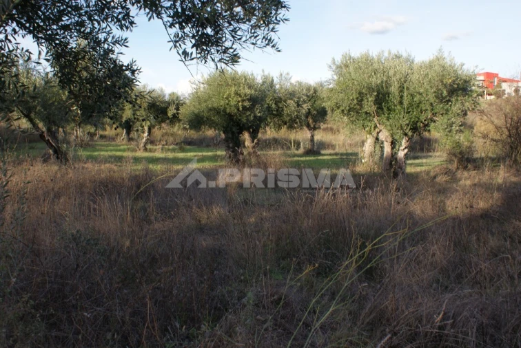 Terreno para Venda em Freixial e Juncal do Campo Foto 11