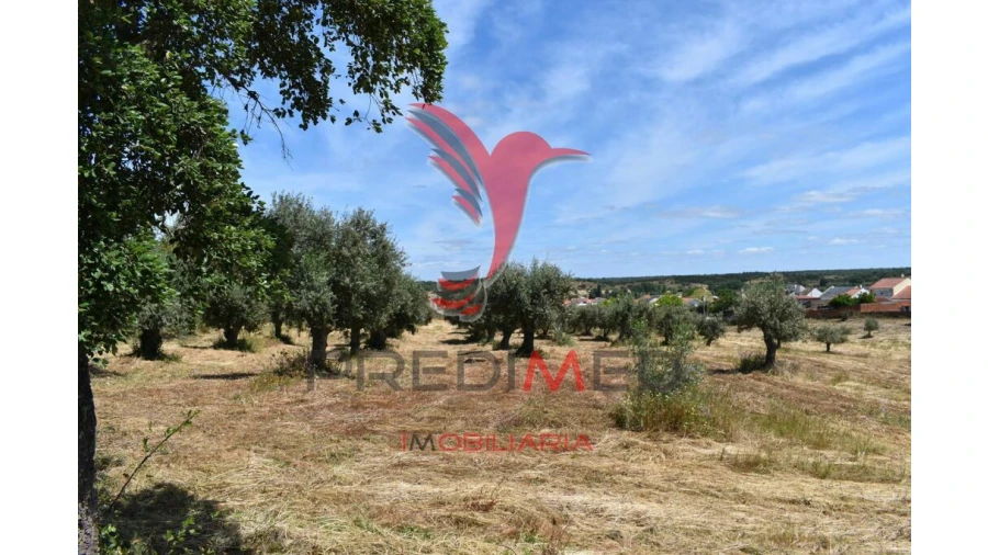 Terreno para Venda em São Domingos e Vale de Água Foto 6