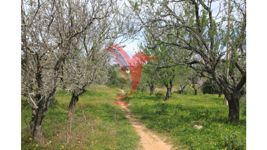 Quinta T3 para Venda em Guia Foto 2