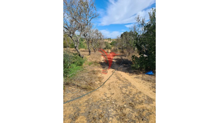 Quinta T3 para Venda em Guia Foto 5