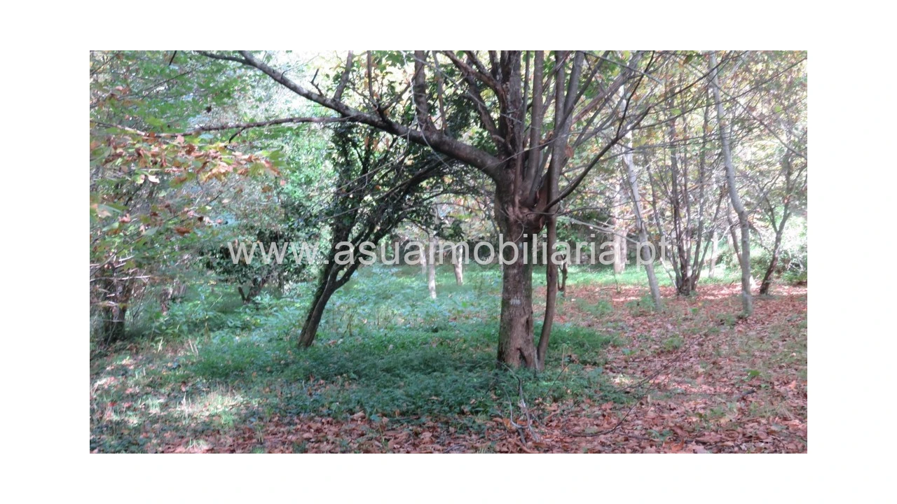 Terreno para Venda em Bouro (Santa Maria) Foto 8