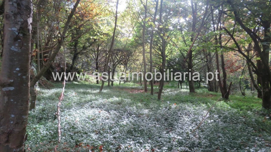 Terreno para Venda em Bouro (Santa Maria) Foto 6