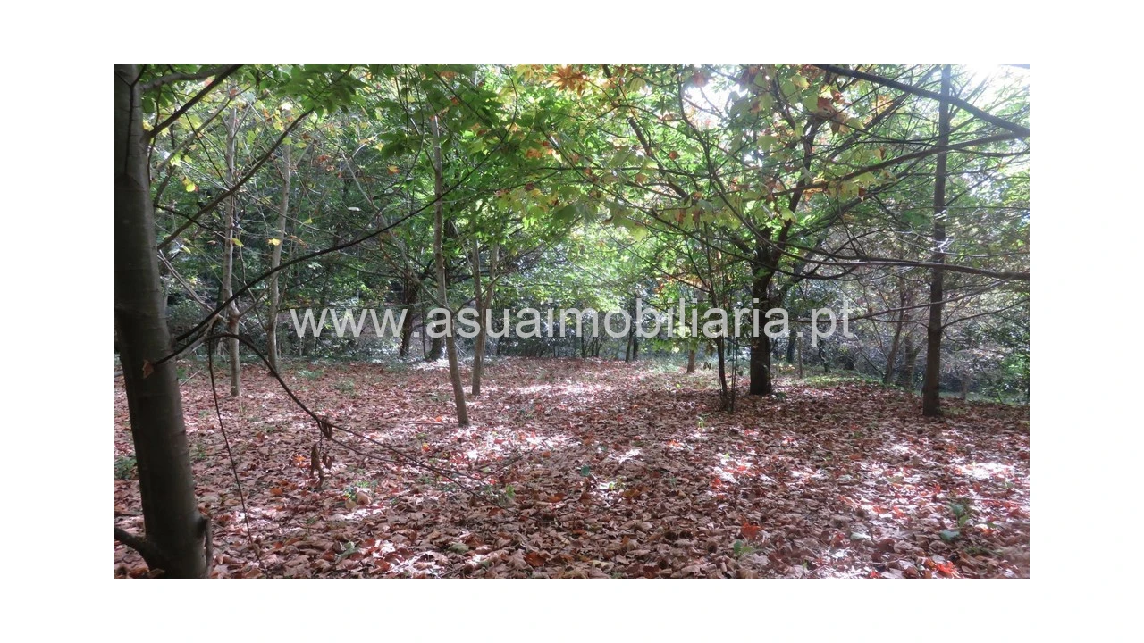 Terreno para Venda em Bouro (Santa Maria) Foto 1