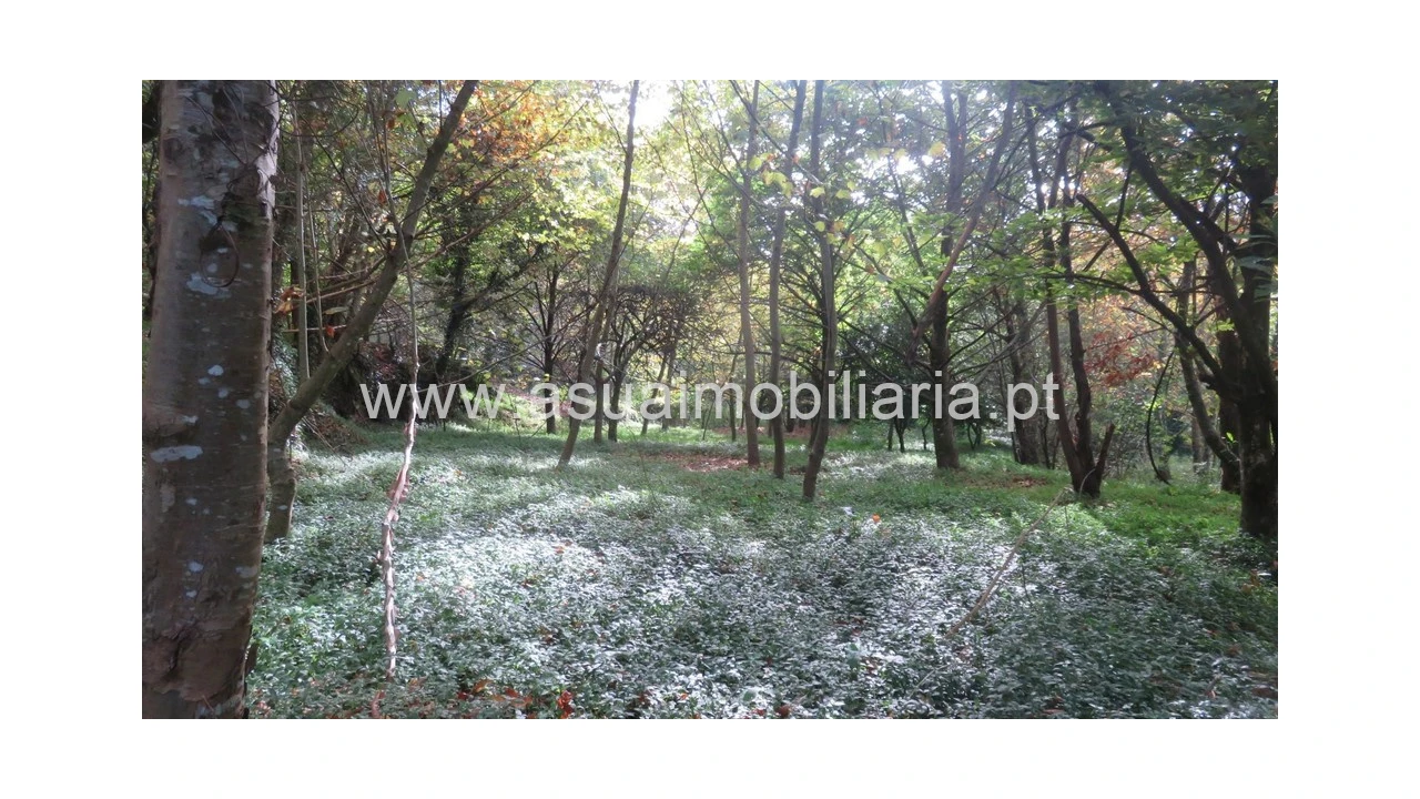 Terreno para Venda em Bouro (Santa Maria) Foto 6