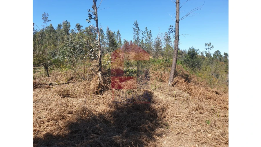 Terreno para Venda em Cabanelas Foto 5
