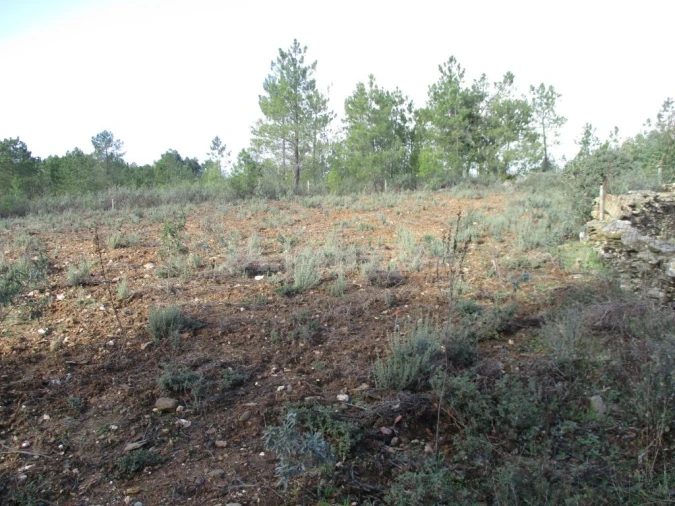 Terreno para Venda em Benquerenças Foto 4