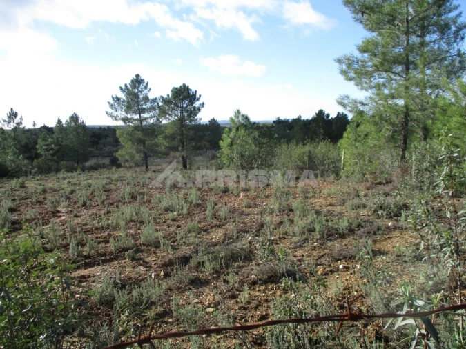 Terreno para Venda em Benquerenças Foto 6