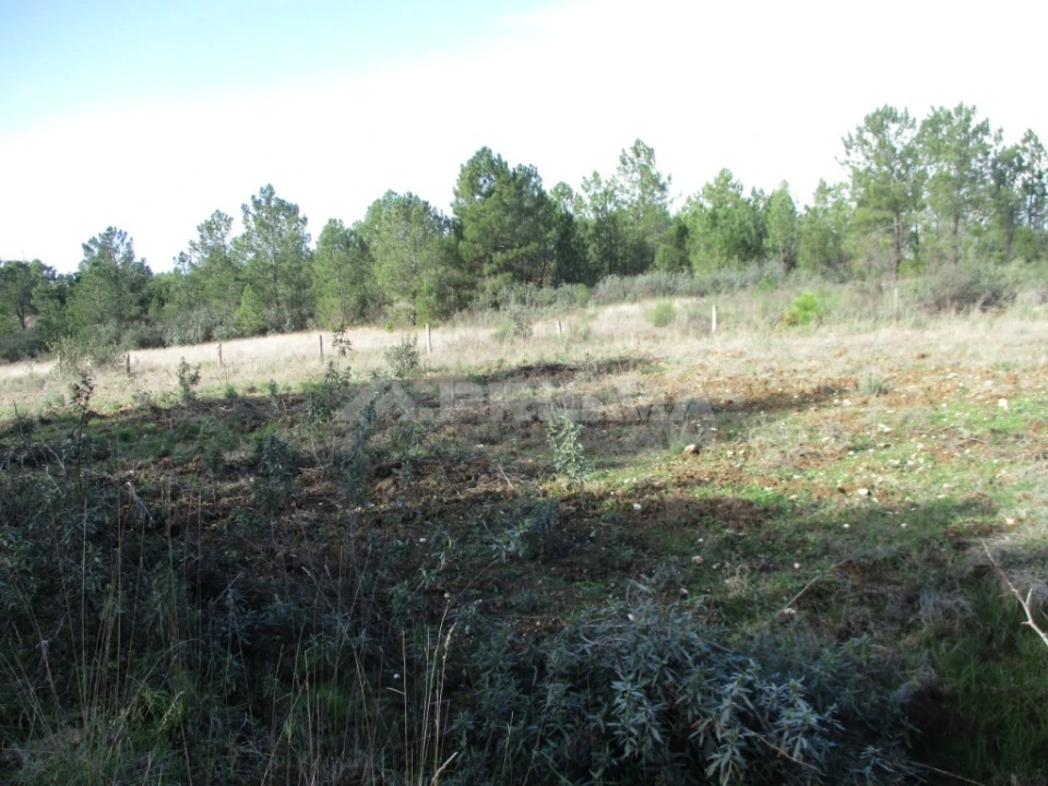 Terreno para Venda em Benquerenças Foto 8