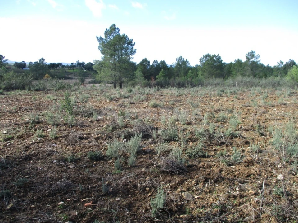 Terreno para Venda em Benquerenças Foto 1