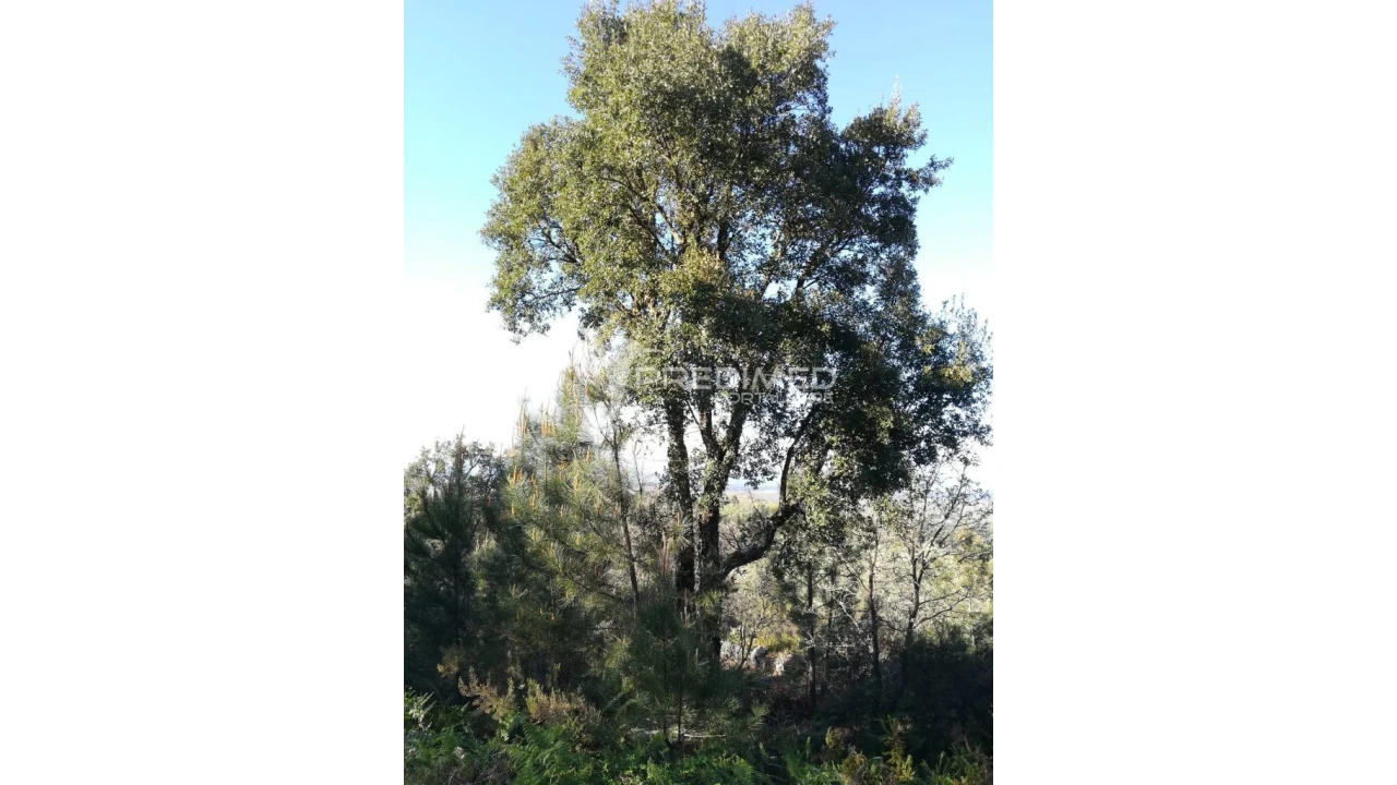 Terreno para Venda em Santa Maria da Devesa Foto 6