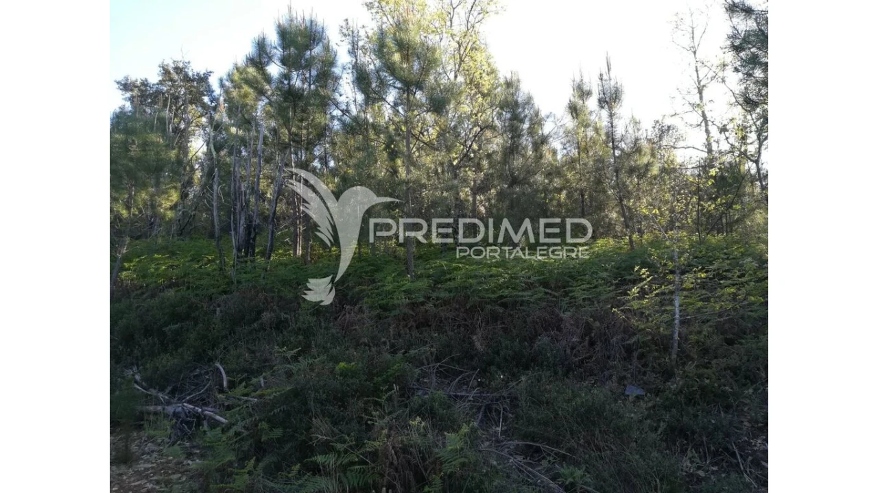 Terreno para Venda em Santa Maria da Devesa Foto 5