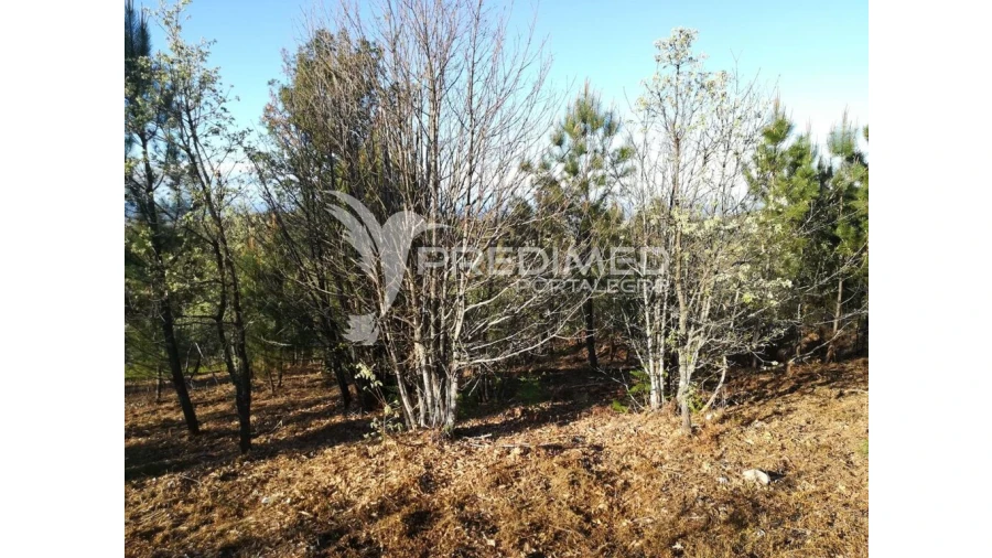 Terreno para Venda em Santa Maria da Devesa Foto 11