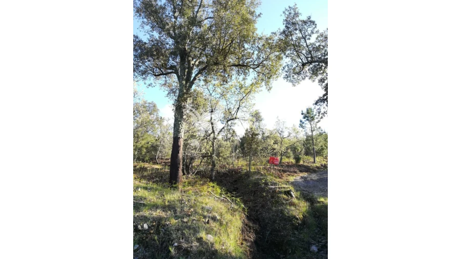 Terreno para Venda em Santa Maria da Devesa Foto 12