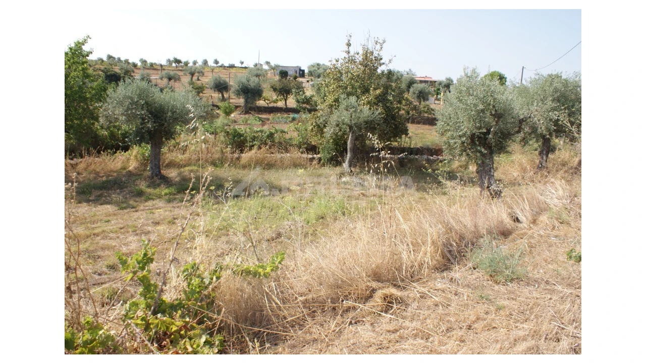 Terreno para Venda em Escalos de Baixo e Mata Foto 5