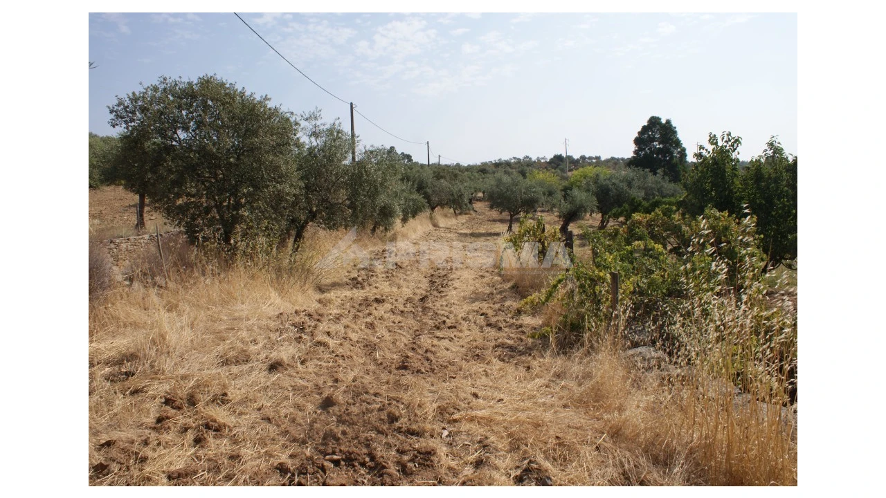 Terreno para Venda em Escalos de Baixo e Mata Foto 2
