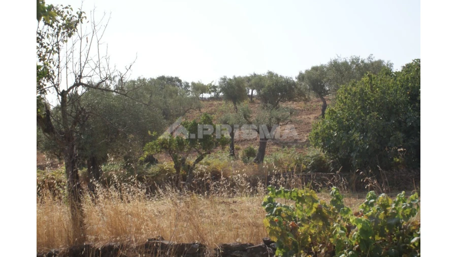 Terreno para Venda em Escalos de Baixo e Mata Foto 9